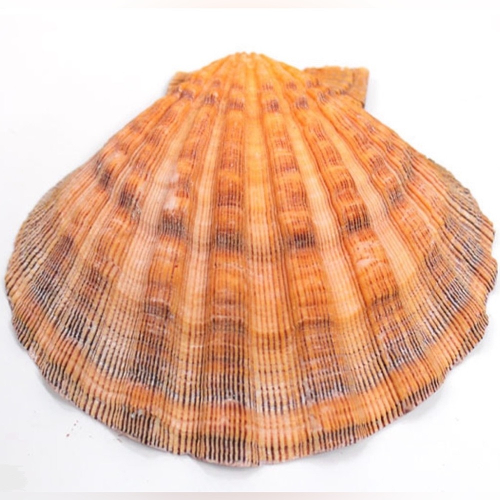Lion’s Paw Scallop Shell Striated Rippled Cradle Nestle Pearl Nacre 18K Necklace - Picture 4 of 11